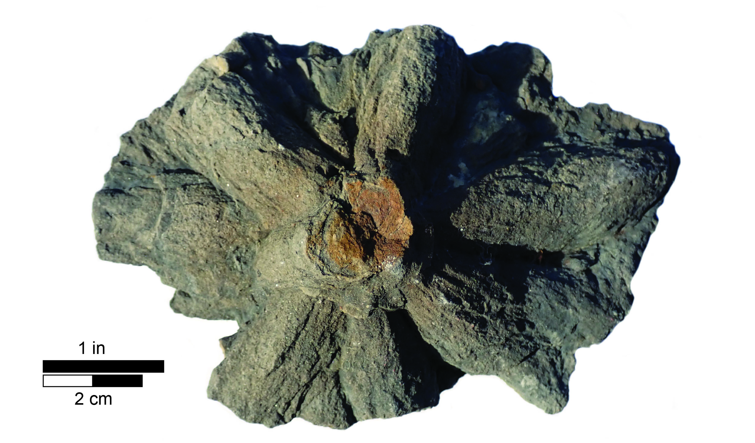Asterosoma